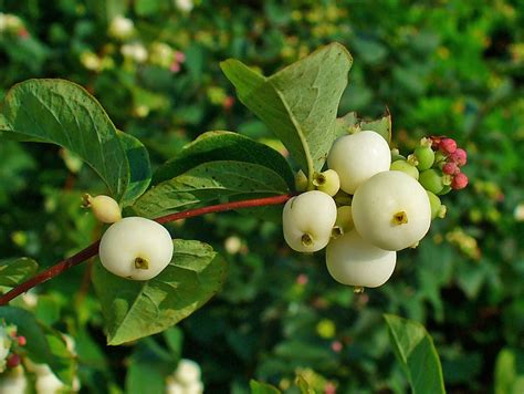 Pipqias Snowberry Plants In The Hulquminum World