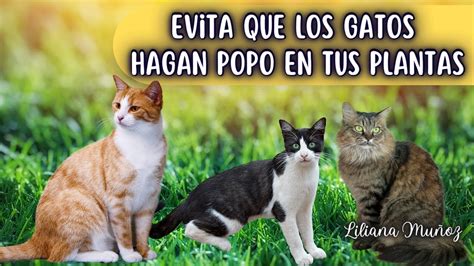 CÓmo Evitar Que Los Gatos Hagan Popo En Tus Plantas Del JardÍnliliana Muñoz Youtube