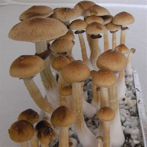 Psilocybe Cubensis Mushrooms For Sale Psilocybe Cubensis Dried
