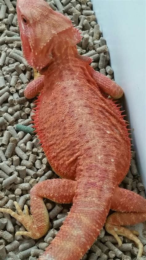 Red X Coral Het Hypo Trans Female Bearded Dragon Pets Color