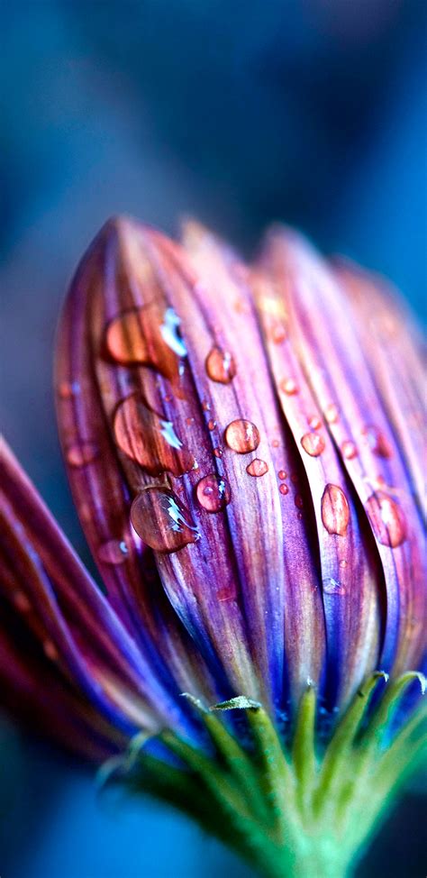 Macro Photo Of Flower Bud And Water Drop For Samsung Galaxy S9