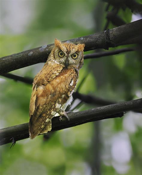Oriental Scops Owl Otus Sunia