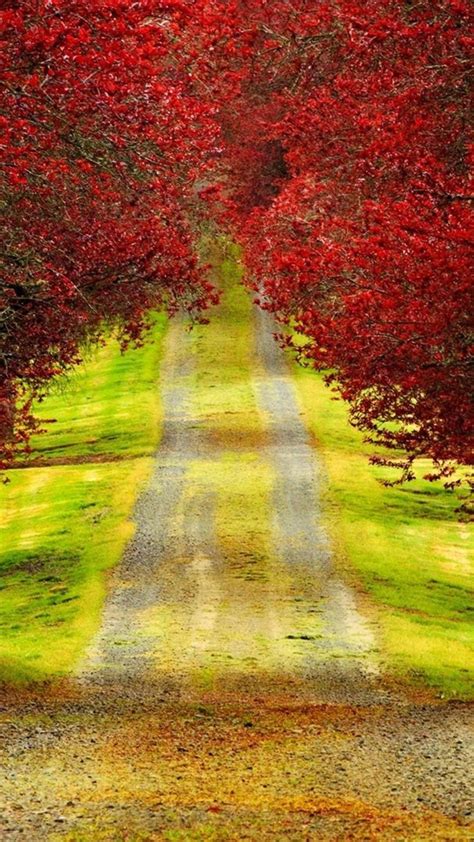 Country Road Through The Beautiful Red Forest Wallpaper