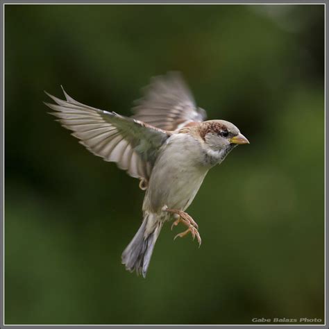 Sparrow In Flight Birds Flying Bird Photo Sparrow