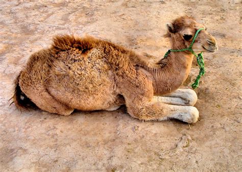 Camel milk is a lot more nourishing and easier to digest than cow milk, so it does not trigger allergenic or current and planned eating habits of the human babies you desire to feed milk to, the impact you have on the human. Dromedary Camel Calf in Marrakech, Morocco | Encircle Photos
