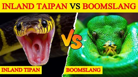 Inland Taipan Vs Boomslang किसकी होगी जीत Who Is More Powerful