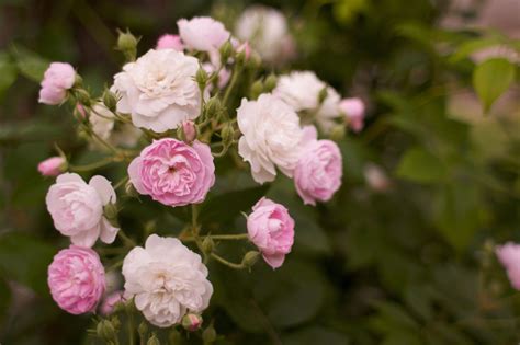 Growing Roses For Beginners How To Take Care Of Roses