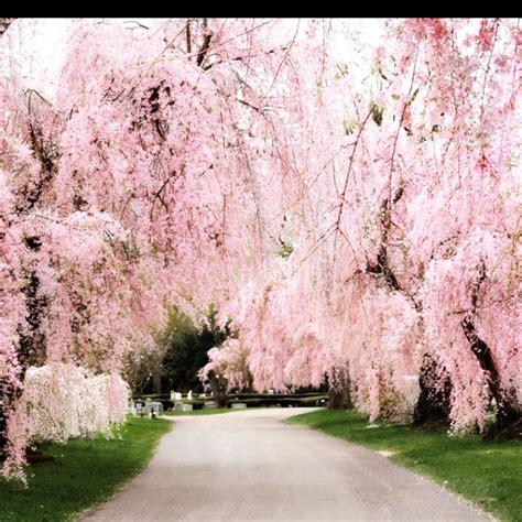The weeping willow is only one variety of the willow family, of which there are approximately 400 species. The 88 best weeping trees images on Pinterest | Flowering ...