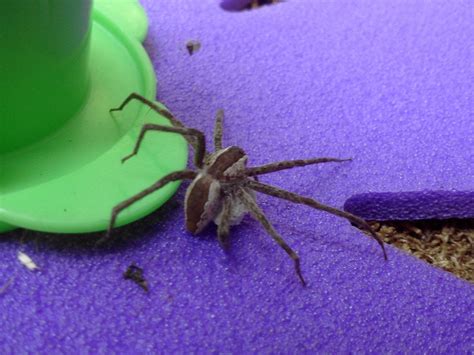 Does this look like a brown recluse? : pics