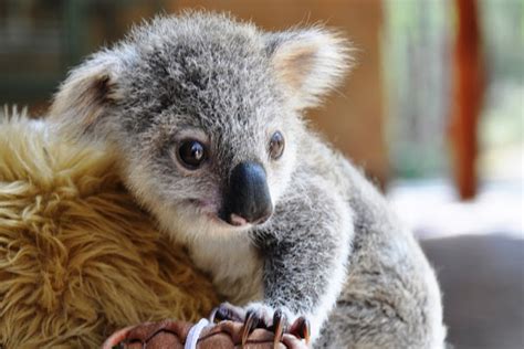 Koala Baby Project Noah