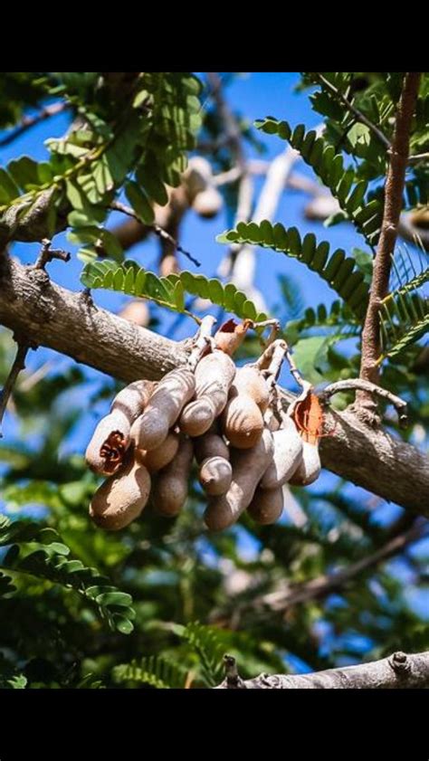 Check spelling or type a new query. Tamarindo Tree