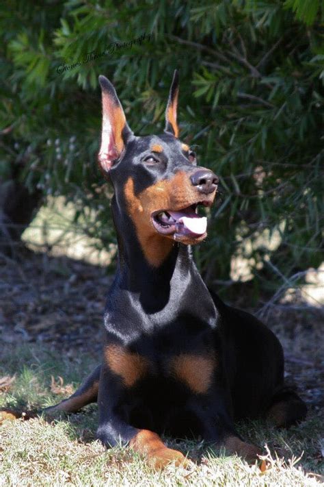 40 Cutest Doberman Pinscher Dog Pictures Ever The Paws