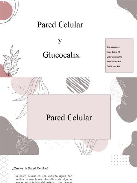 Bioligia Pared Celular Y Glucocalix Pdf Biología Celular Pared