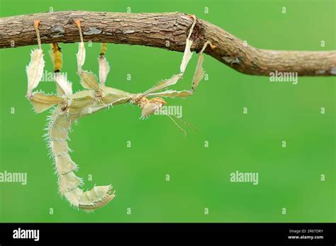 Giant Prickly Stick Insect Extatosoma Tiaratum Female Ghost Insect