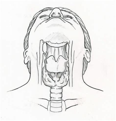 Photograph Illustration Of Throat Anatomy Science Source Images