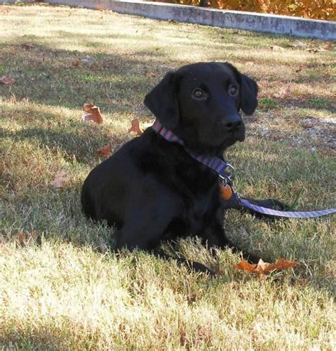 Black Labrador Retriever Spaniel Animal Rescue Diesel Adoption