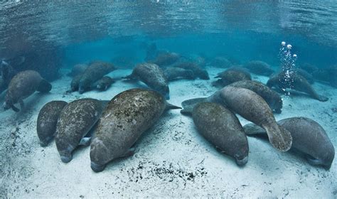 Floridas Friendly Manatees Photographed By Alexander Mustard