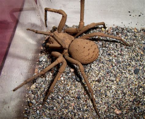 Six Eyed Sand Spider Biological Science Picture Directory