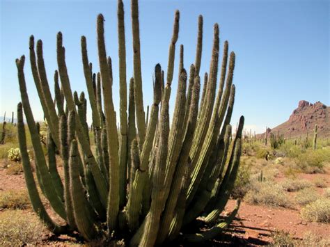 Journeys Organ Pipe Cactus National Monument Arizona Hiking