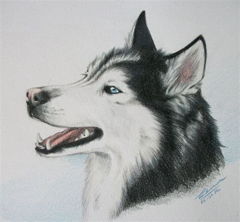 Husky Drawing에 관한 상위 25개 이상의 Pinterest 아이디어 동물 스케치 늑대 그림 및 강아지 그림 그리기