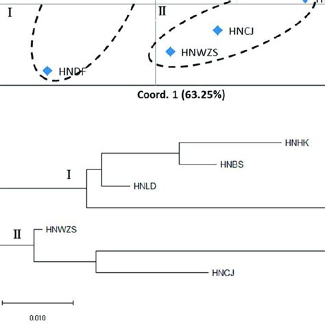 Results Of Structure Analysis For 42 D Odorifera Individuals Based On