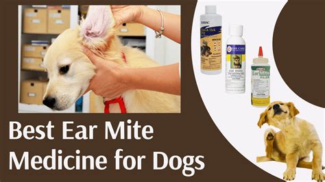 Best Ear Mite Medicine For Dogs Ease That Itch With Ease