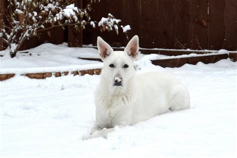 White Shepherd Snow Dog 2 Free Stock Photo Freeimages