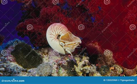 Nautilus Shell Swimming In Blue Water With Coral Stock Image Image Of