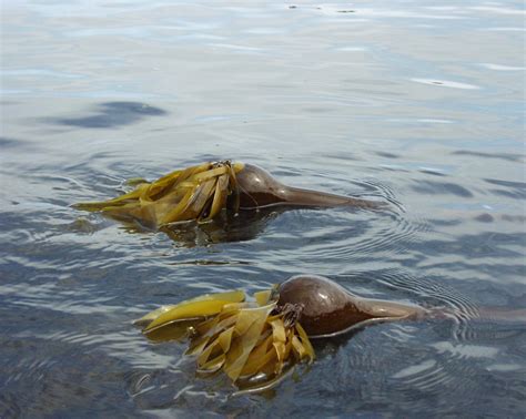 Five Fast Facts About Bull Kelp Port Of Seattle