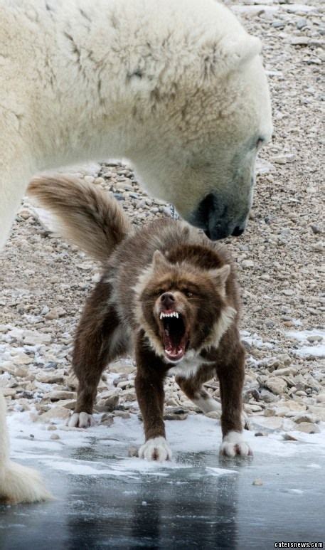 Grin And Bear It Brave Dog Takes On Polar Bearand Wins Caters