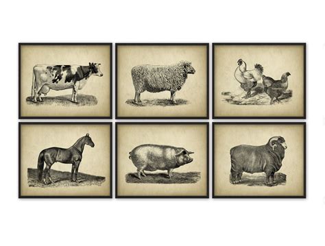 Farm animal wall art prints. Farm Animals Wall Art Print Set Of 6 Vintage Animal Breeds