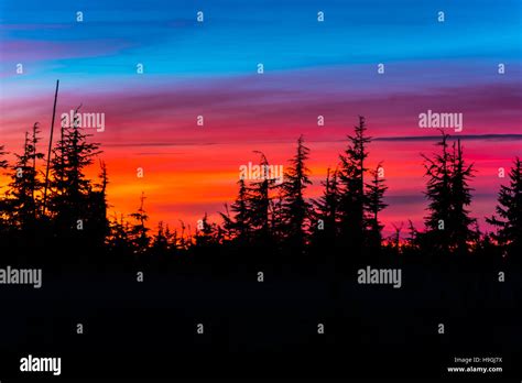 Beautiful Magenta Sunset Pine Trees Against Vibrant Sky Crater Lake