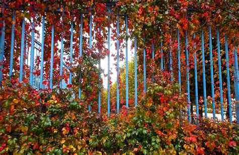 Autumn Fall Landscape Nature Tree Forest Leaf Leaves Fence