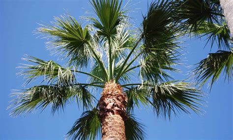 Coconut Tree Vs Palm Tree 5 Key Differences Wiki Point