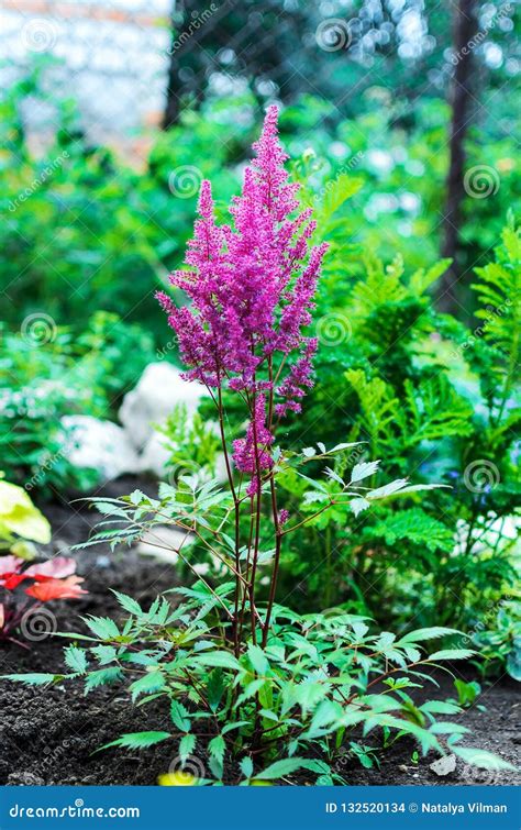 Closeup Of Astilbe Chinensis Herbaceous Perennial Flower Stock Photo
