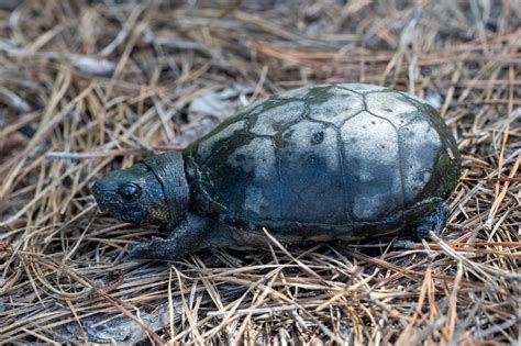 Turtles Of South Carolina South Carolina Partners In Amphibian And