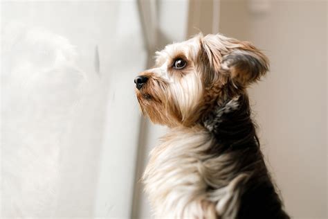 Anxious Dog Ways To Calm Your Pet Just Loving My Dogs