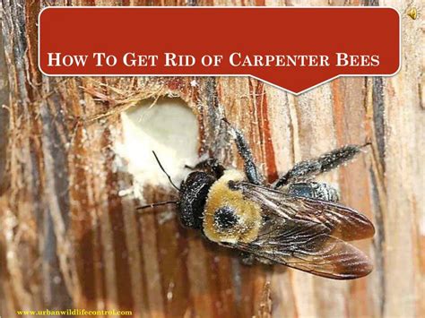 How To Get Rid Of Bumble Bees In Wood Carpenter Bee Control