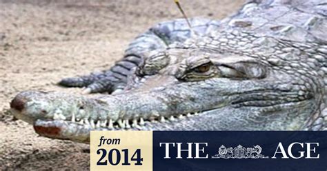Rare Crocodile Suffocates During Mating