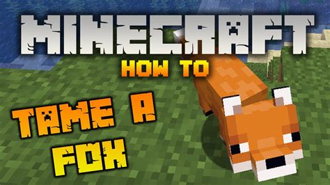 How To Tame A Fox In Minecraft Youtube