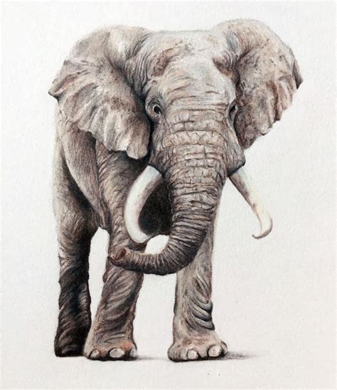 Colored Pencil Drawing Of An Elephant Elephant Drawing Elephant