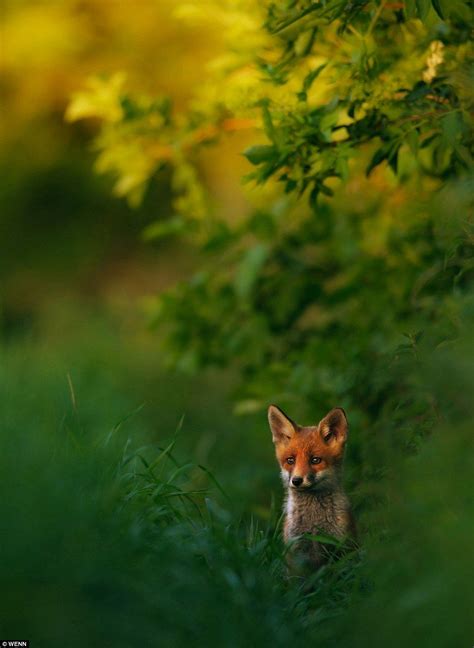 An Alert Young Fox Stalks His Way Through Long Summer Grass Bathed In