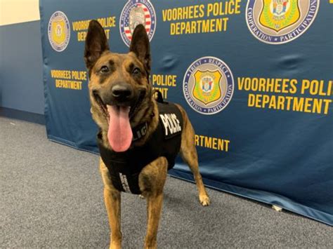 Voorhees Police Departments K9 Bruiser Has Received Donation Of Body