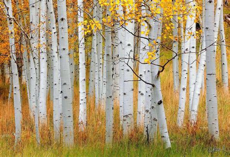 Aspen Tree Or Birch The Art Is In The Details Aaron Reed