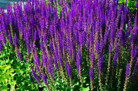 Rozannes Picks For Top Purple Perennials Rozanne And Friends™