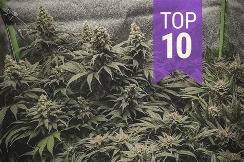 Top 10 Highest Yielding Indoor Cannabis Strains Rqs Blog