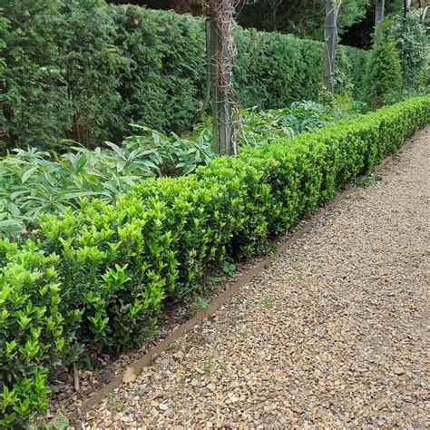 Buy Euonymus Japonicus Green Spire Spindle Tree 5 Litre Available