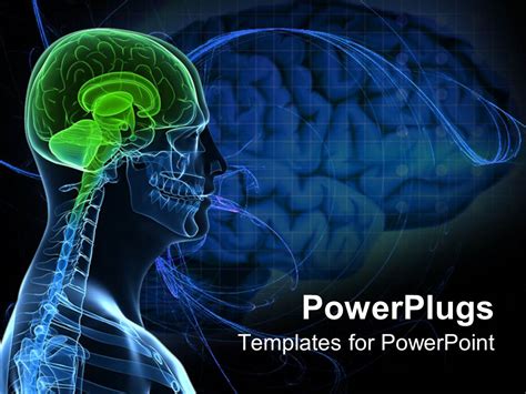 Powerpoint Template Anatomy Of A Healthy Brain Of The Human Body 16738