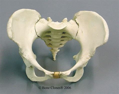 Hand anatomy and functions are discussed in detail. Human female pelvis (via Bone Clones) (900×714) | Pelvic ...