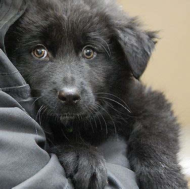 Are you eagerly looking for animal shelter near me addresses? Did you know that black dogs are often the last adopted as ...